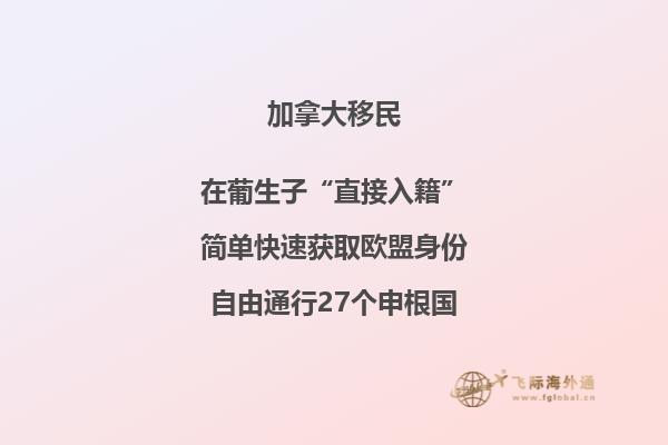 樹(shù)枝丫